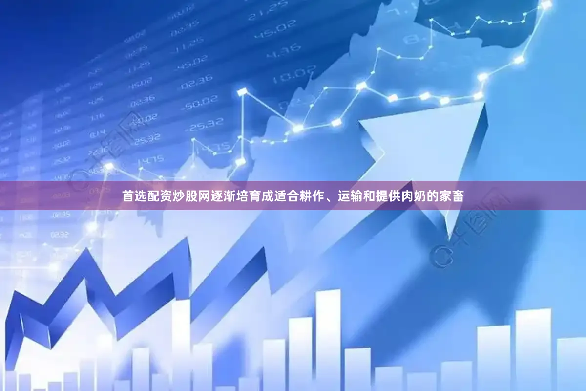 首选配资炒股网逐渐培育成适合耕作、运输和提供肉奶的家畜
